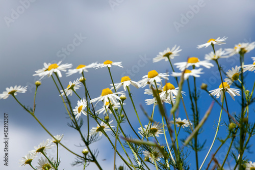 Fototapeta Naklejka Na Ścianę i Meble -  shrubs of white daisies in the summer