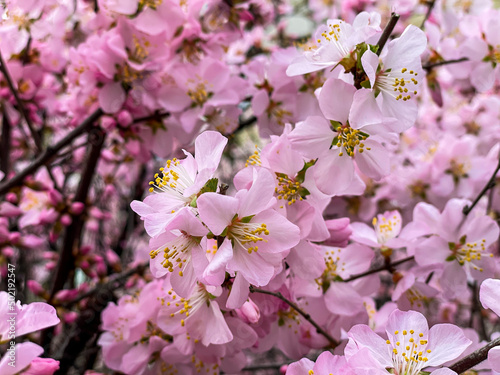 Sakura cherry Flowers blooming on tree in garden