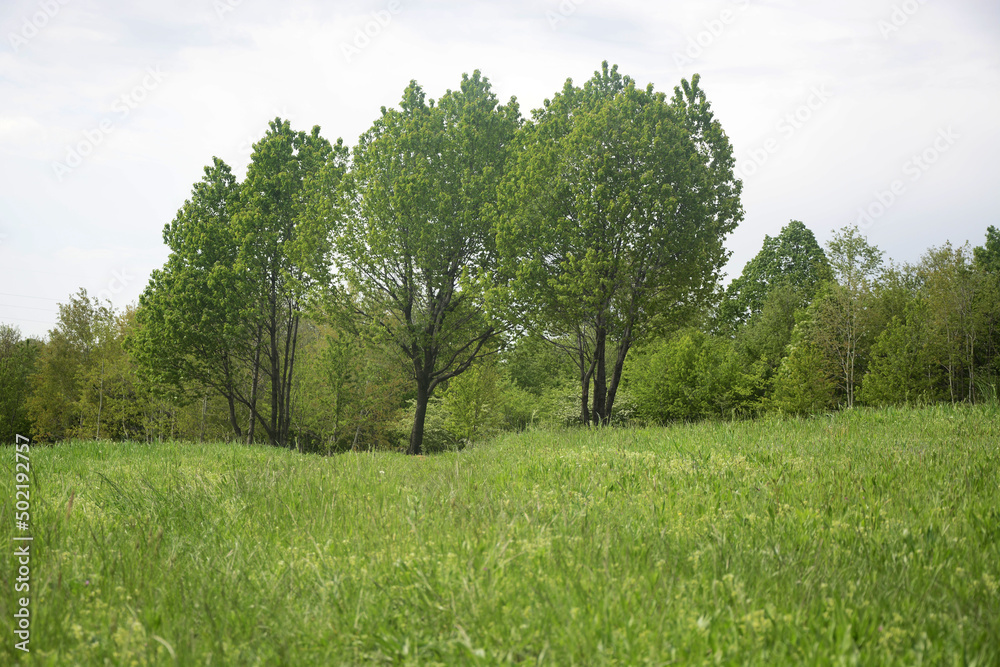 Fototapeta premium trees in the field