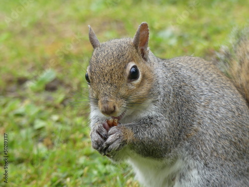 Close up of Squirrel eating nuts in park