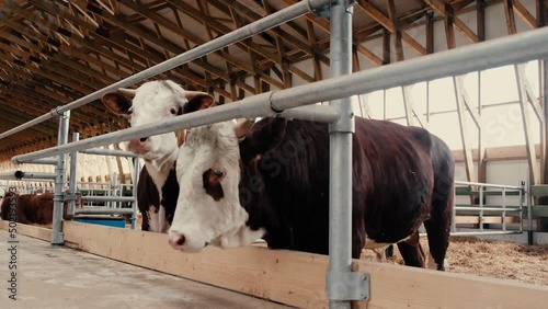 Row of black-and-white cows standing by edge of large paddock inside contemporary animal farm and eating livestock feed against long aisle photo