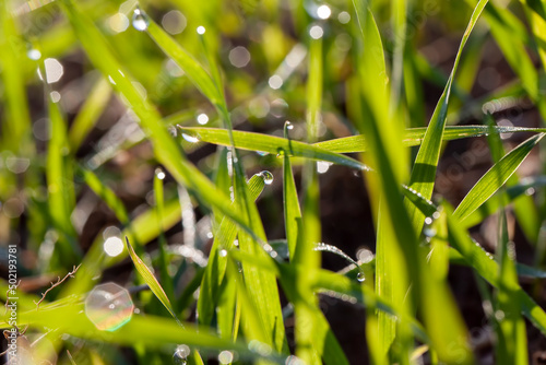 nature and plants after rains grass covered with drops of water