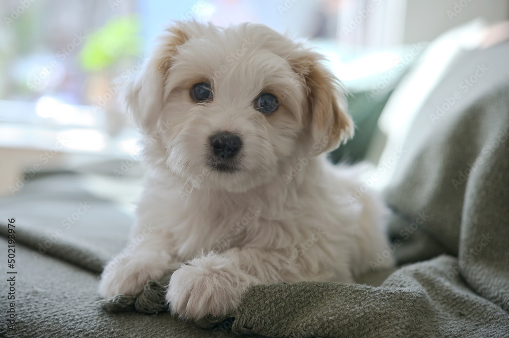 Maltese Puppy Dog Bichon lay down on Sofa Maltese Puppy Dog Bichon lay down on Sofa