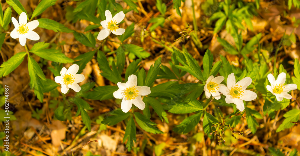 Spring forest and beautiful , white anemones. Anemone nemorosa Spring forest and beautiful , white anemones. Anemone nemorosa