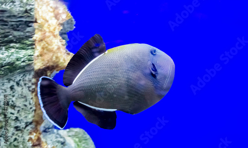 Blue triggerfish on an isolated blue background. Pseudobalistes fuscus is a marine ornamental fish belonging to the Balistidae family. photo