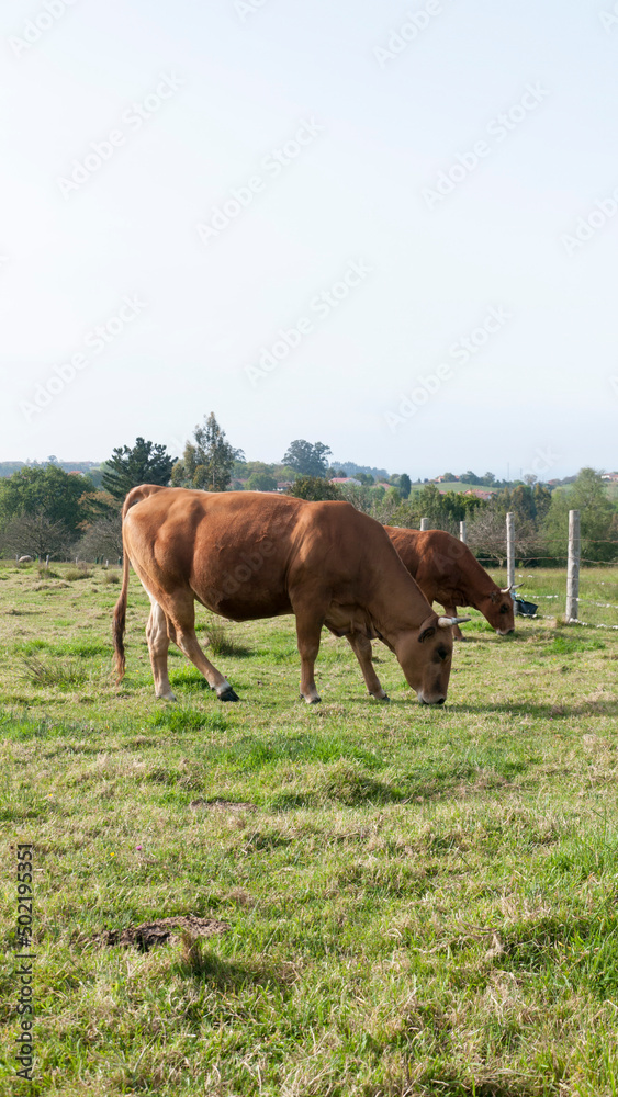 Vacas marrones en pradera de hierba verde Vacas marrones en pradera de hierba verde