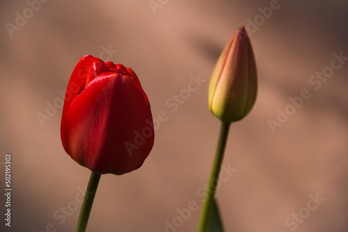 Red tulips. Photo of nature. Wild nature. © Stanislav