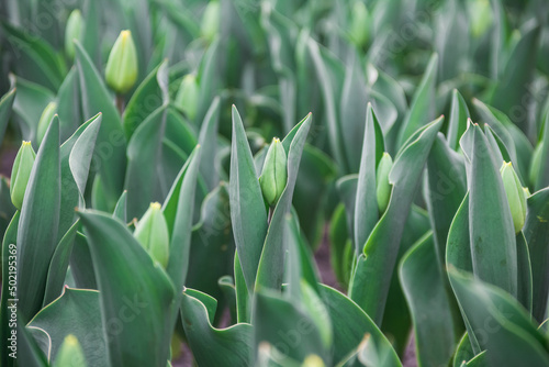 Green tulip buds. Photo of nature. Wild nature.