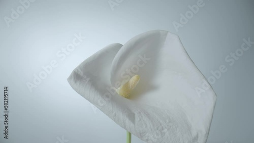 Single white calla flower on stem on white background. Bud of tender zantedeschia with curled petal and yellow stamen close up. Floral background for holiday, congratulations, birthday.