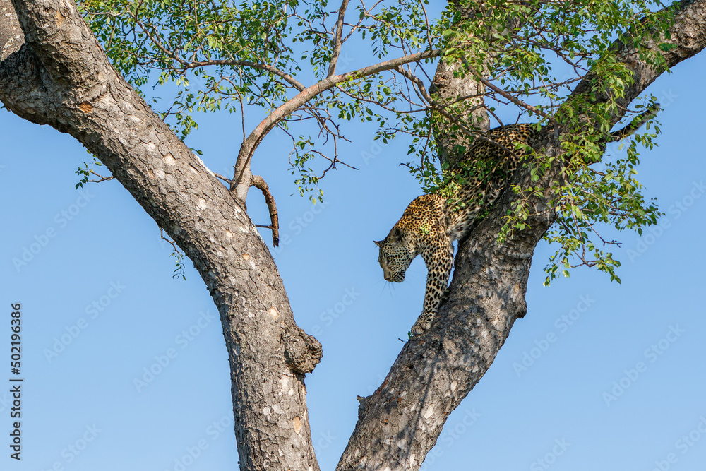 Female leopard coming out a tree in Sabi Sands Game Reserve in the Greater Kruger Region in South Africa Female leopard coming out a tree in Sabi Sands Game Reserve in the Greater Kruger Region in South Africa