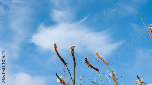 Plantas silvestres sobre cielo azul con nubes blancas photo