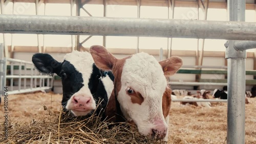 Beautiful young brown and white calves are standing in a stall. Side view of orange cows on a farm. Dairy cows on the dairy farm, agricultural industry, agriculture and animal husbandry ...
