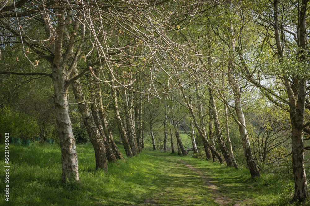 Naklejka premium Looking down an avenue of trees