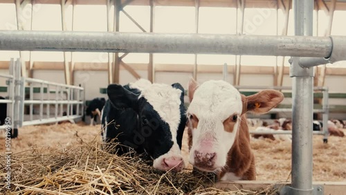 Beautiful young brown and white calves are standing in a stall. Side view of orange cows on a farm. Dairy cows on the dairy farm, agricultural industry, agriculture and animal husbandry ...