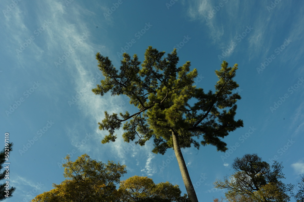 Fototapeta premium 木