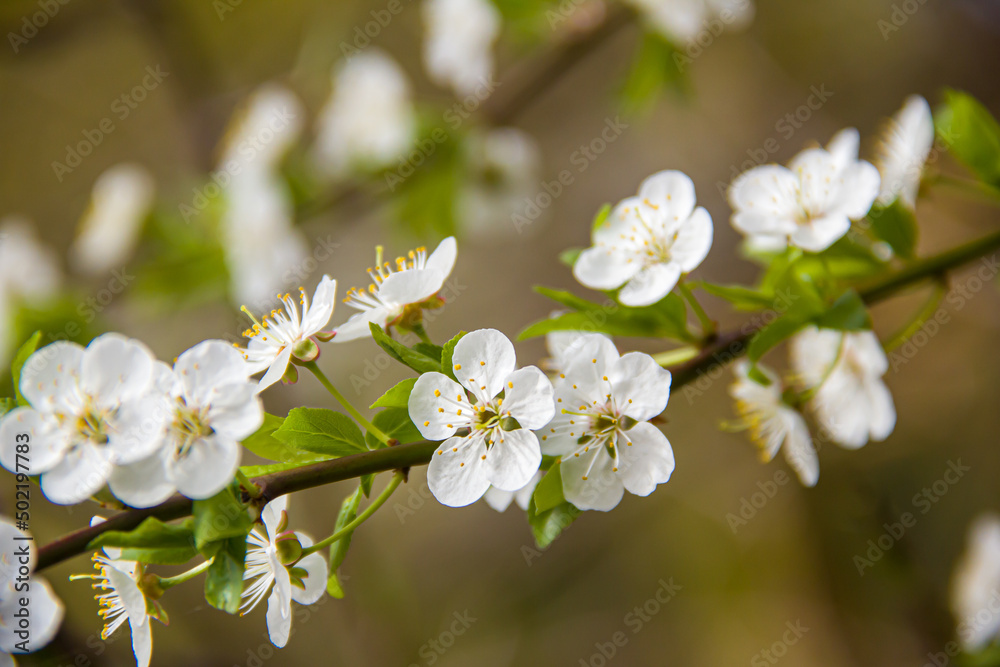 Flowering tree branches. Photo of nature. Closeup of blossoming tree buds.Spring flowering.Spring.