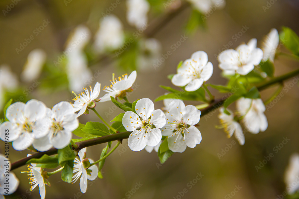 Flowering tree branches. Photo of nature. Closeup of blossoming tree buds.Spring flowering.Spring. Flowering tree branches. Photo of nature. Closeup of blossoming tree buds.Spring flowering.Spring.