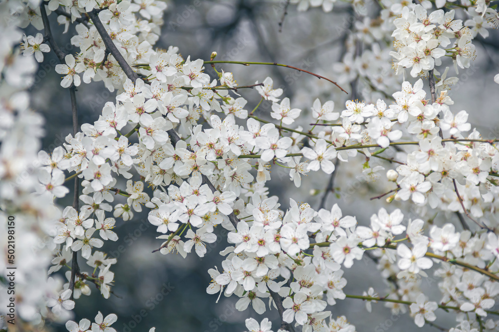 Flowering tree branches. Photo of nature. Closeup of blossoming tree buds.Spring flowering.Spring. Flowering tree branches. Photo of nature. Closeup of blossoming tree buds.Spring flowering.Spring.