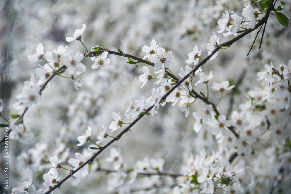 Flowering tree branches. Photo of nature. Closeup of blossoming tree buds.Spring flowering.Spring. Flowering tree branches. Photo of nature. Closeup of blossoming tree buds.Spring flowering.Spring.
