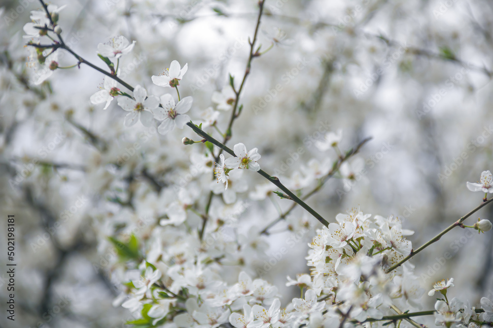 Flowering tree branches. Photo of nature. Closeup of blossoming tree buds.Spring flowering.Spring.