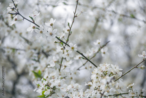 Flowering tree branches. Photo of nature. Closeup of blossoming tree buds.Spring flowering.Spring. © Stanislav