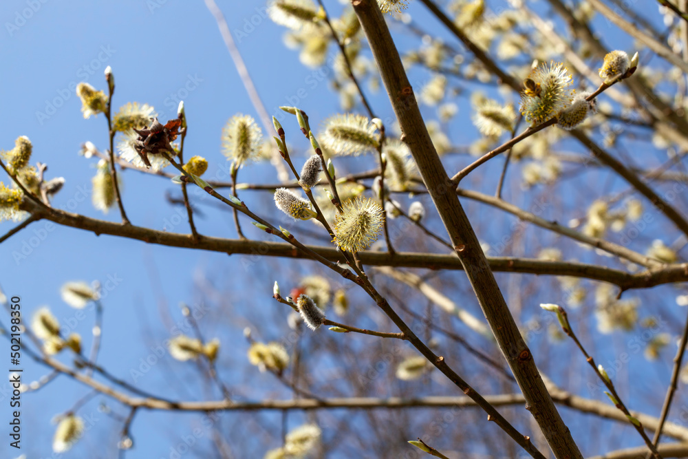 a willow tree blooming in the spring season a willow tree blooming in the spring season