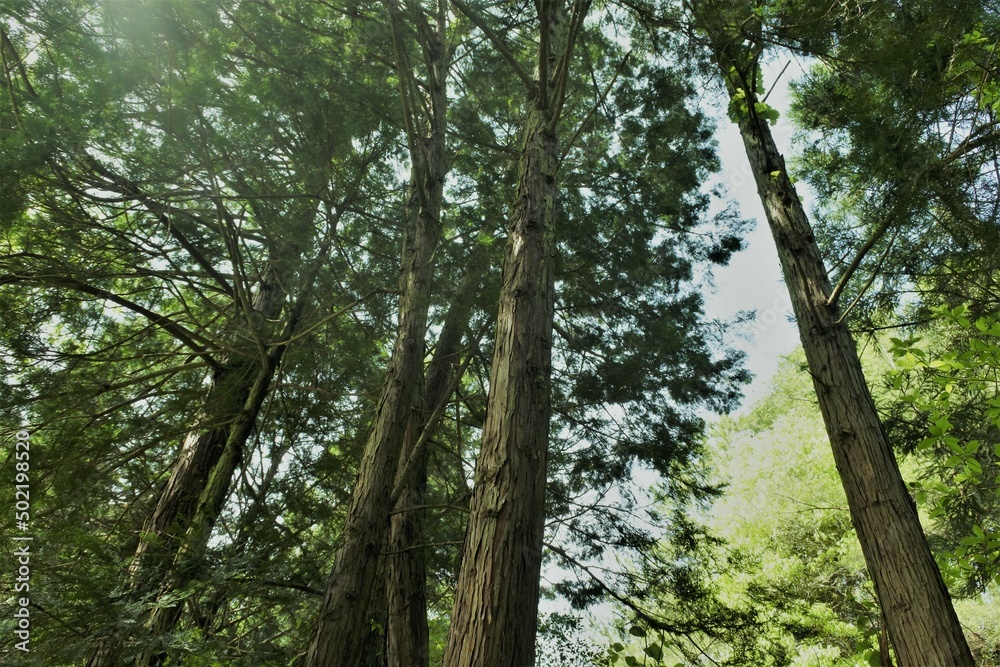 ヒノキと杉の林、常緑樹、木立