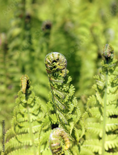 Close up of a fern frond unfurling, Derbyshire England

