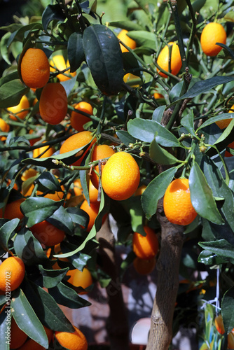 Sunlit Kumquat bush, Derbyshire England 