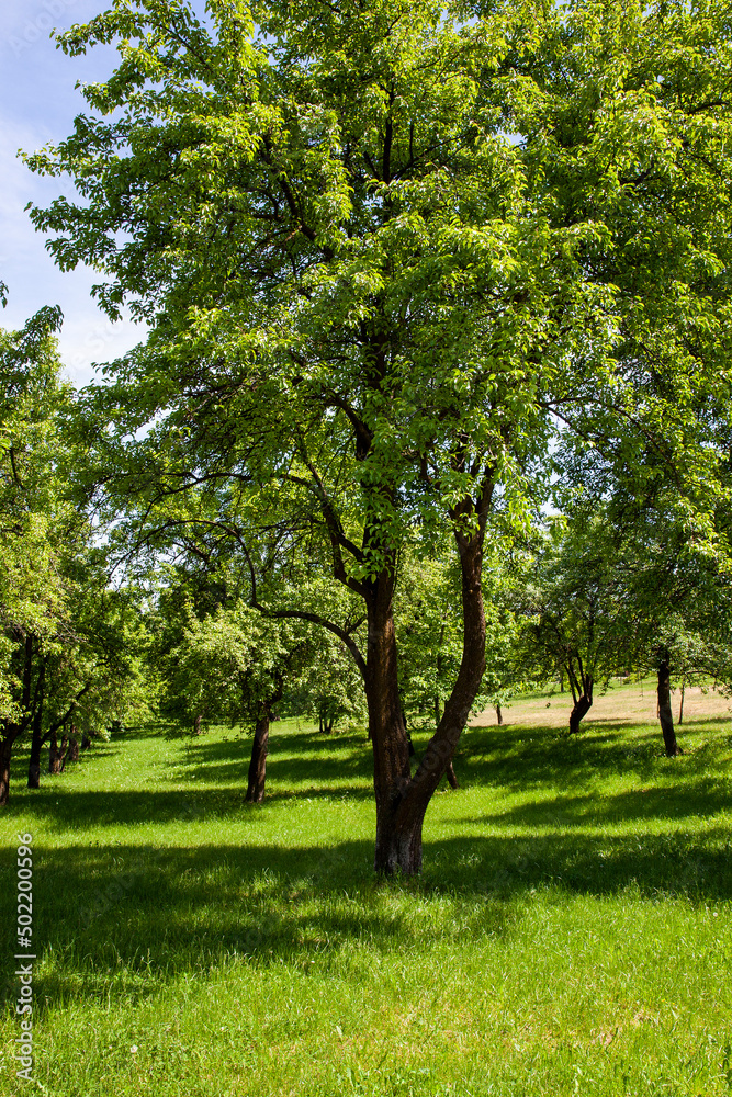 deciduous trees growing in the park in the summer