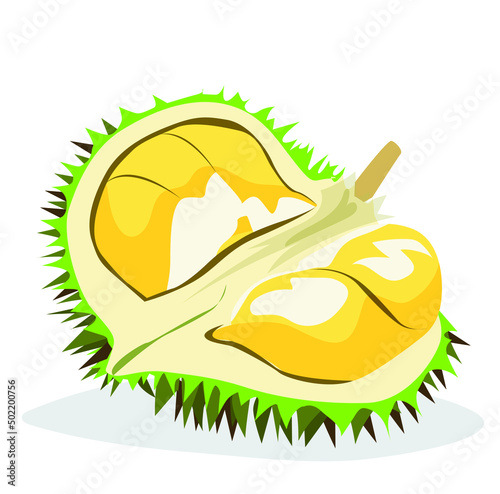 Collection of durian fruit vector illustration For use in design, website materials