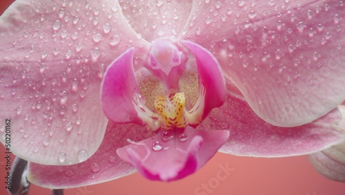 Exotic pink orchid flower wet with dew droplets on isolated red background. Camera zoom phalaenopsis with open flower and bud on stem. Orchid flower with delicate petals, stamens and pistils close up.