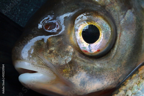 Bream fish head closeup. Fishing catch. A source of tasty meat and vitamins. Nutrition for all. photo