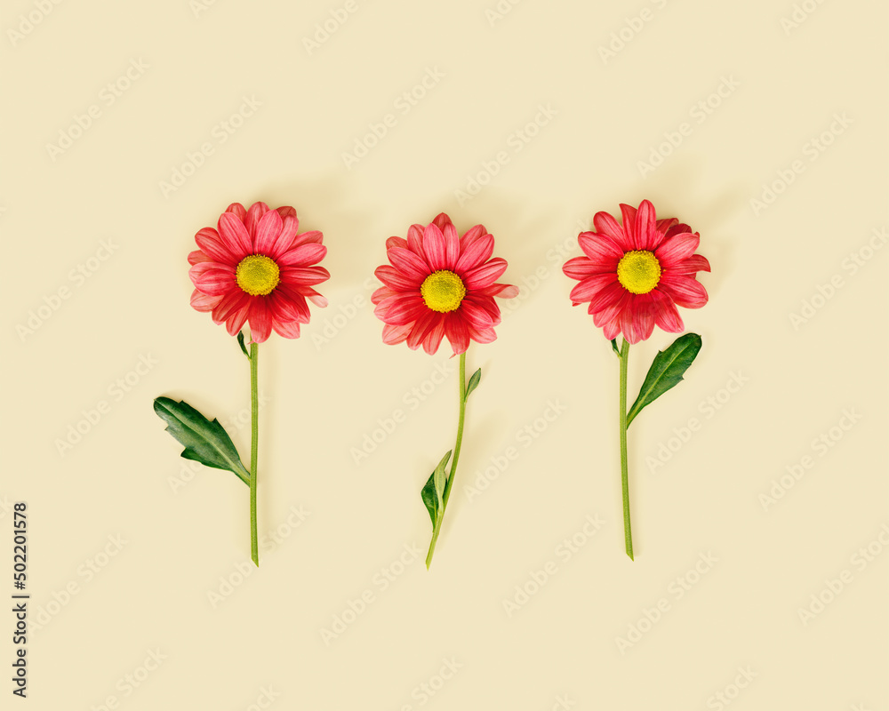 Three simple red flower on neutral beige color background. Nature design minimal card, summer or spring creative flatlay. Chrysanthemum daisy blooming flowers, floral square pattern