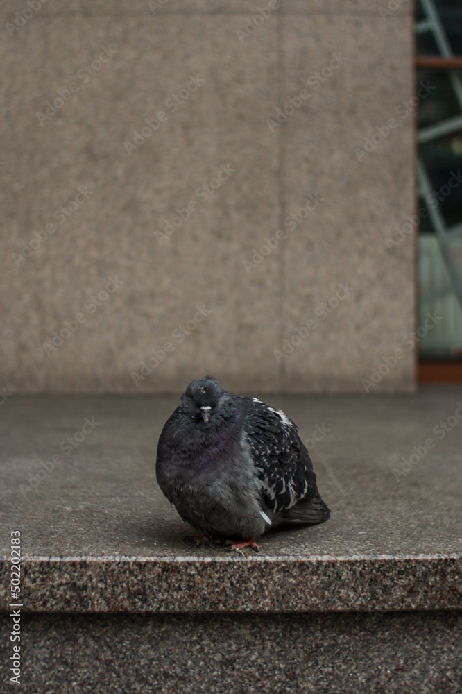 Obraz premium Gray pigeon, bird on street, Riga