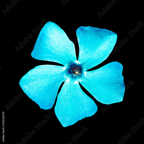 Periwinkle flower isolated on black background. Beautiful wild flower macro photo. Trendy photo of nature.