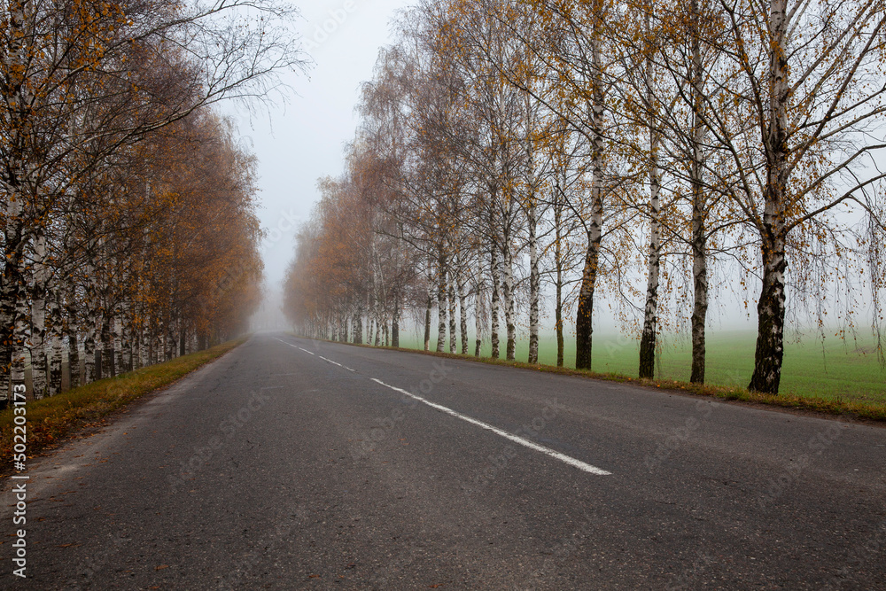 Fototapeta premium automobile road in cloudy autumn weather along yellowed birch trees