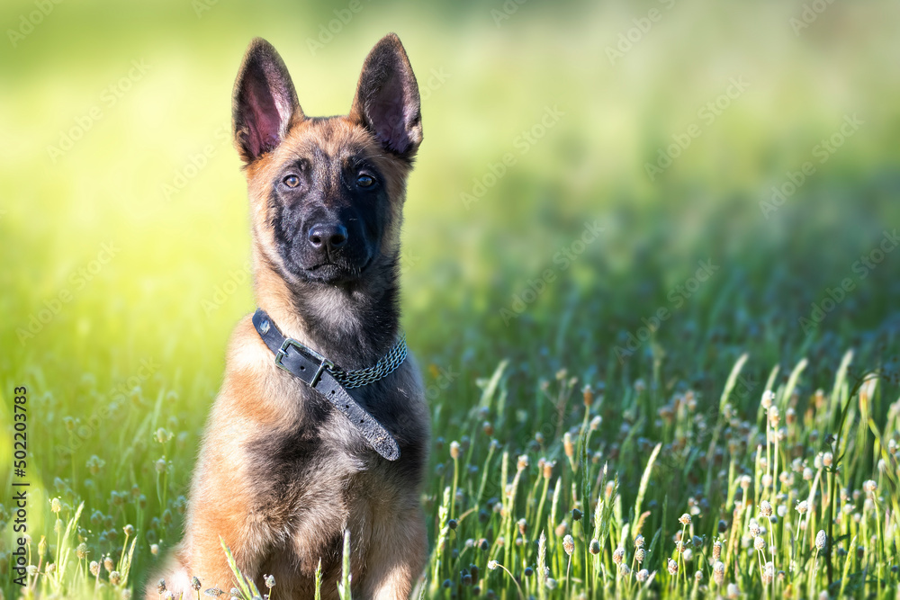 Retrato de cachorro de pastor belga malinois jugando en el campo entre la hierba verde
