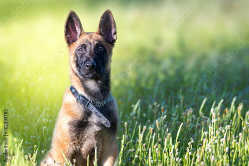 Retrato de cachorro de pastor belga malinois jugando en el campo entre la hierba verde photo