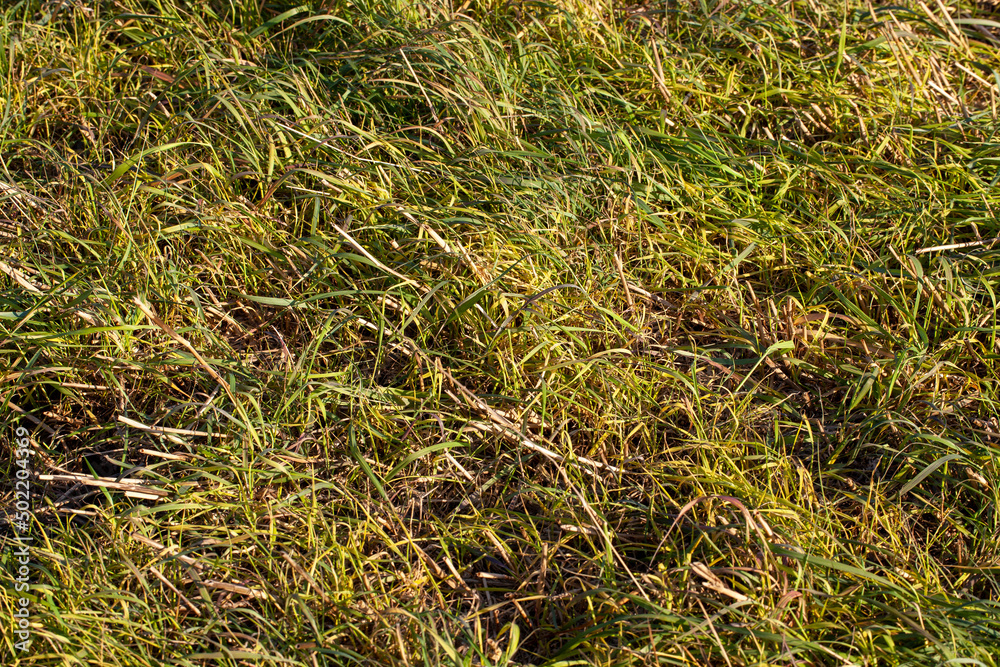 straw and stubble remaining after the harvest of cereals straw and stubble remaining after the harvest of cereals