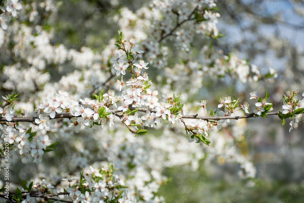 branches of fruit trees blooming branches of fruit trees blooming