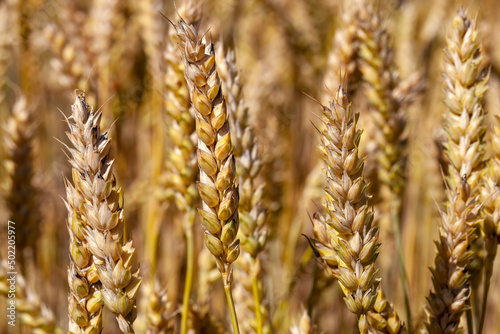 green yellow wheat cereals before harvest