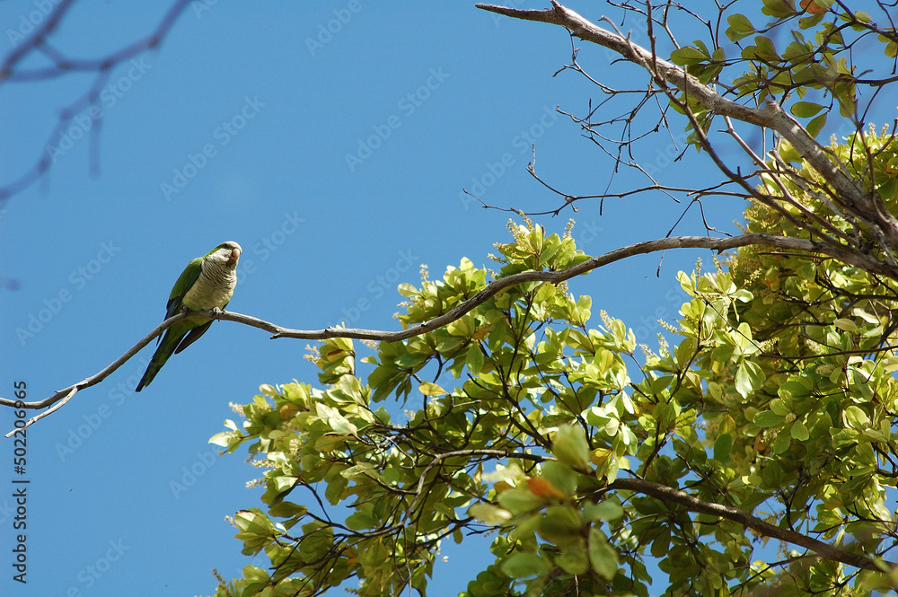 Puerto Rican Parrot in the wild Puerto Rican Parrot in the wild
