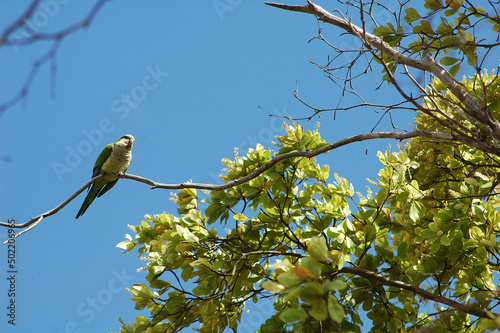 Puerto Rican Parrot in the wild photo