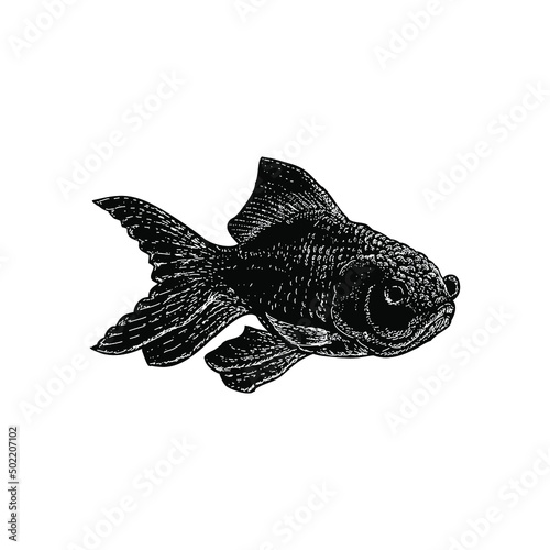 goldfish illustration isolated on background	 photo