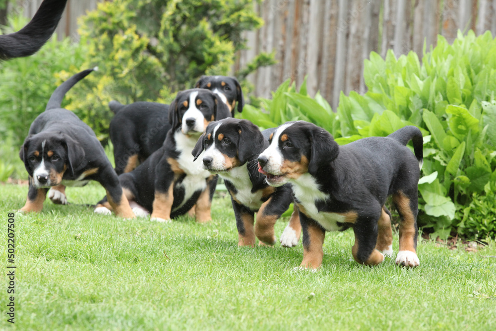 Puppies of Greater Swiss Mountain Dog in the garden Puppies of Greater Swiss Mountain Dog in the garden