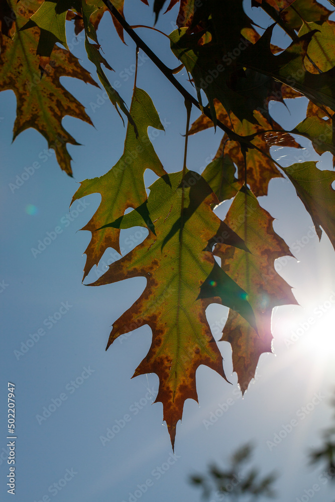 oak foliage turning yellow in autumn during leaf fall oak foliage turning yellow in autumn during leaf fall