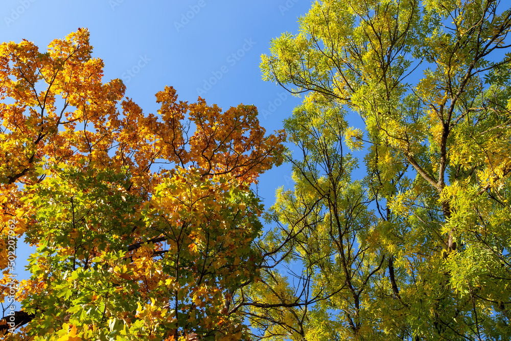 oak foliage turning yellow in autumn during leaf fall
