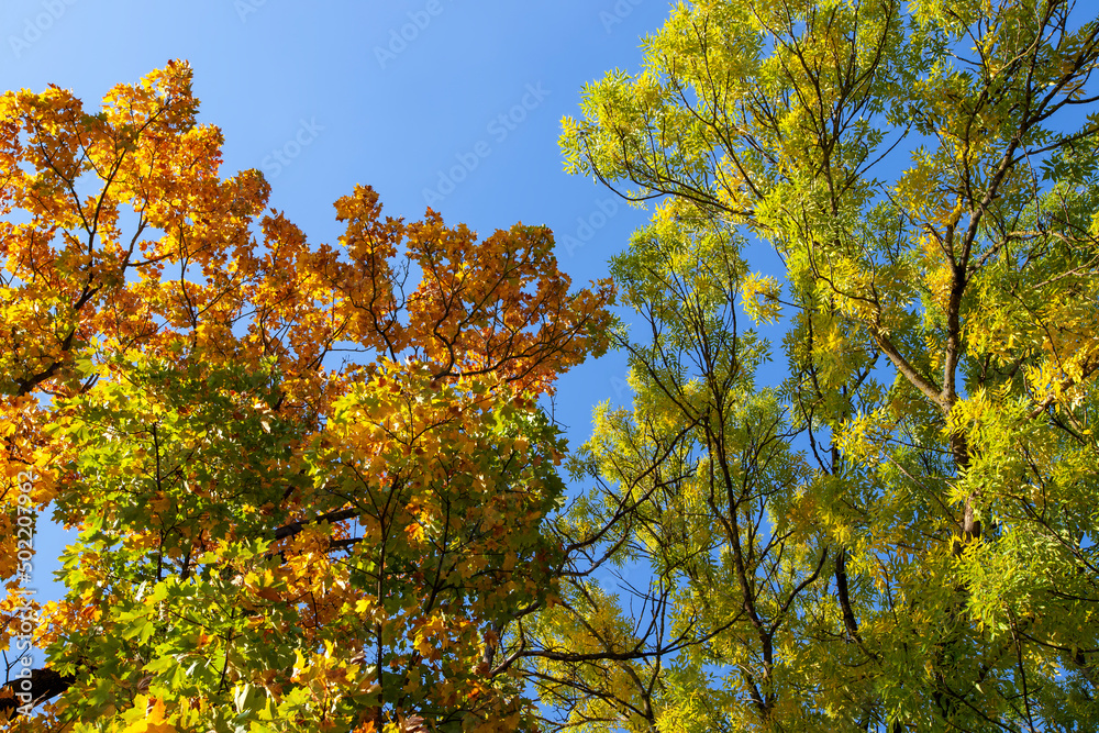 oak foliage turning yellow in autumn during leaf fall oak foliage turning yellow in autumn during leaf fall