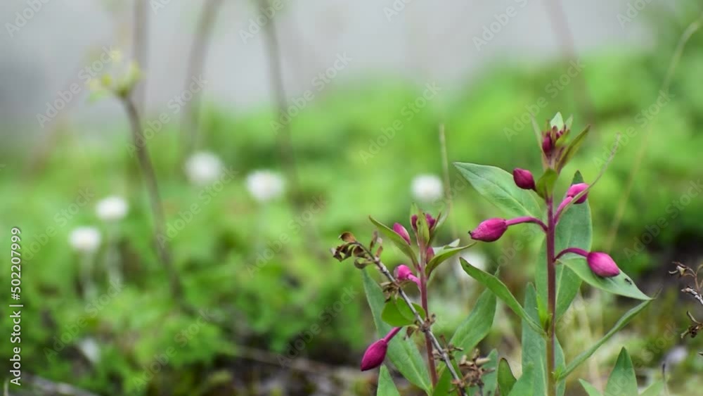 Natural purple colored wild flowers in a green bokeh background. A perfect monsoon landscape after raining. Flowers and green leaves keeps moving in wilderness in himachal pradesh, India. Natural purple colored wild flowers in a green bokeh background. A perfect monsoon landscape after raining. Flowers and green leaves keeps moving in wilderness in himachal pradesh, India.